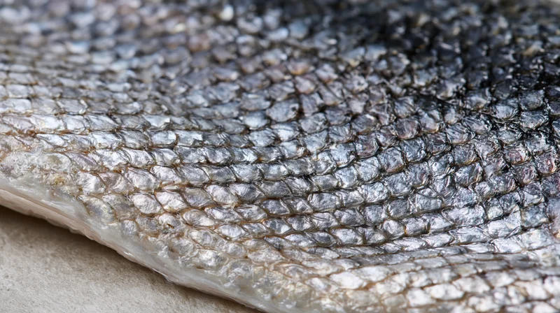 Close-up of raw salmon fish skin showing detailed overlapping scales and metallic texture