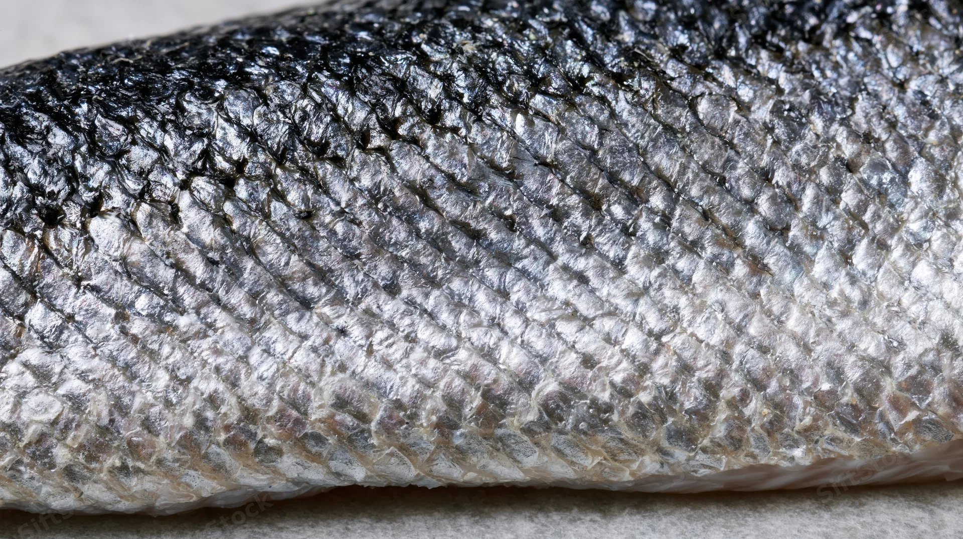 Close-up of raw salmon fish skin showing detailed scales and texture on a neutral surface