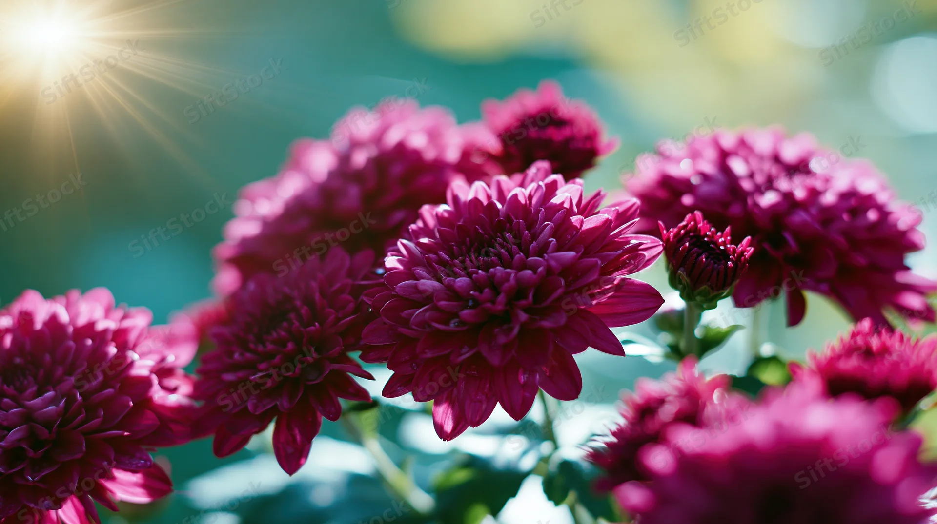 Close-up of deep magenta chrysanthemum blooms and buds in sunlight with green foliage and soft-focus background