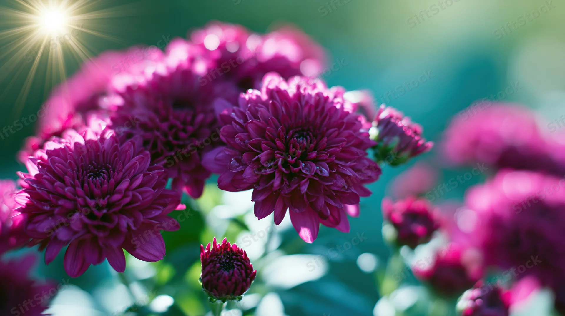 Close-up of deep magenta chrysanthemum blooms and buds in a garden with sunlight and green foliage
