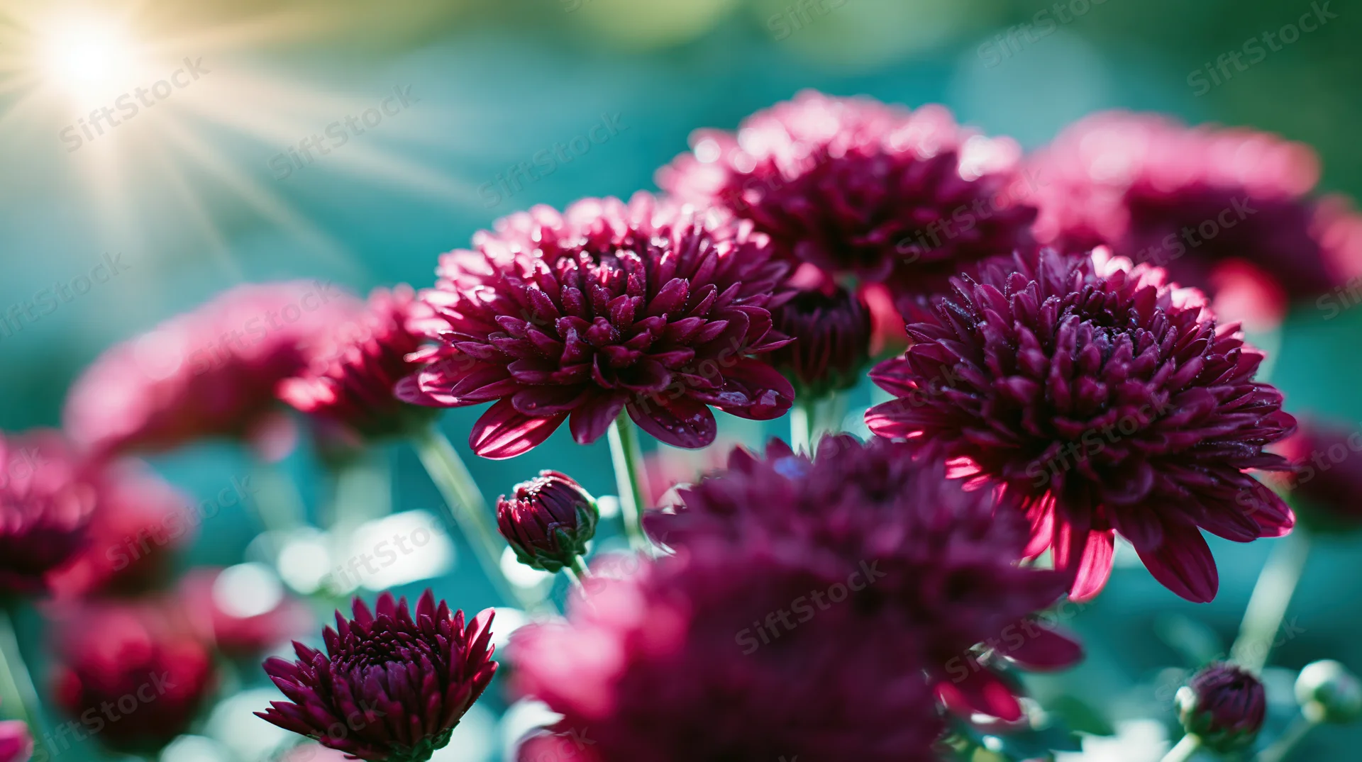 Close-up of deep magenta chrysanthemum blooms and buds in a garden with sunlight flaring from the top left