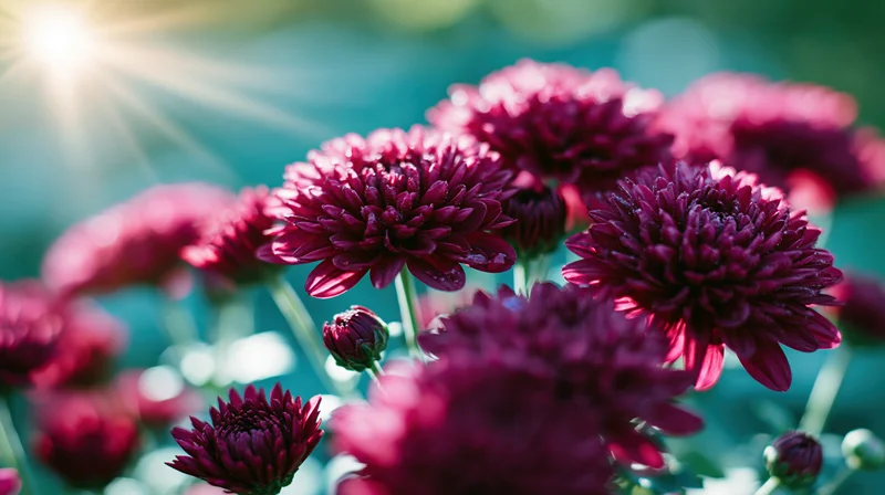 Close-up of deep magenta chrysanthemum blooms and buds in a garden with sunlight flaring from the top left