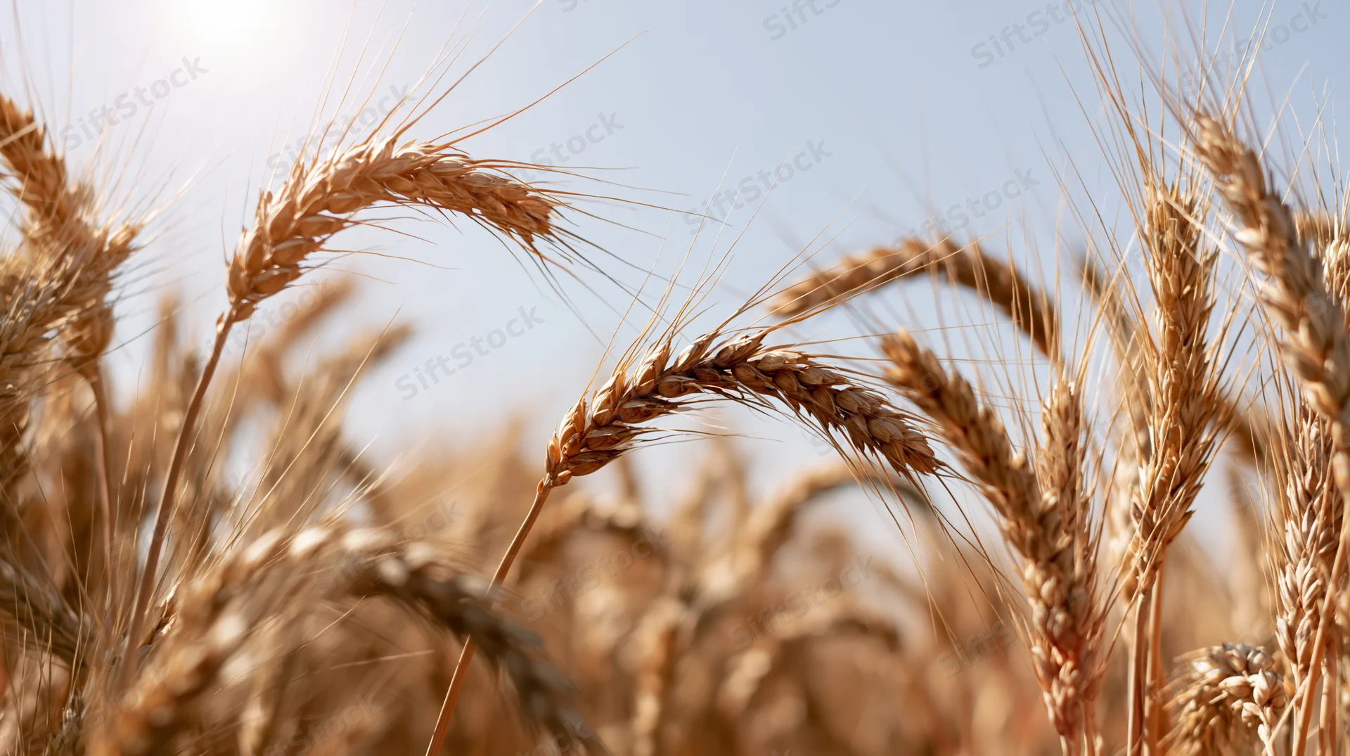 Close-up of ripe wheat stalks and seed heads in a field under sunlight