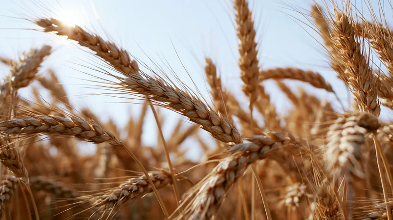Close-up of ripe wheat stalks and seed heads in a field under sunlight