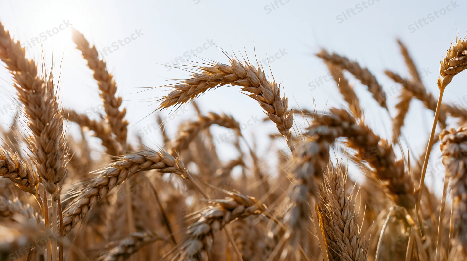 Close-up of ripe wheat stalks and seed heads in a field under sunlight