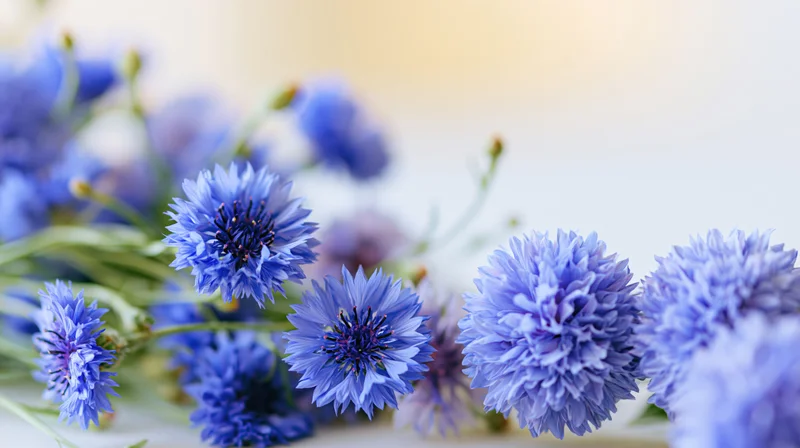 Blue cornflowers and round peony-like blooms arranged in a soft floral bouquet on a light background with copyspace