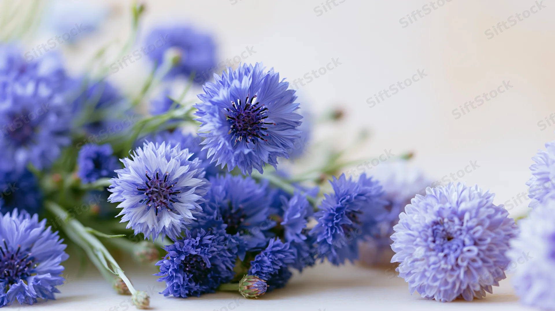 Cluster of blue cornflowers and round peony-like blooms arranged on a light surface with soft focus background