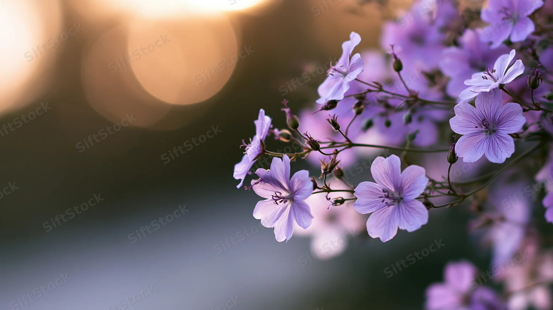 Cluster of lavender-purple wildflowers in bloom with soft bokeh background and copyspace