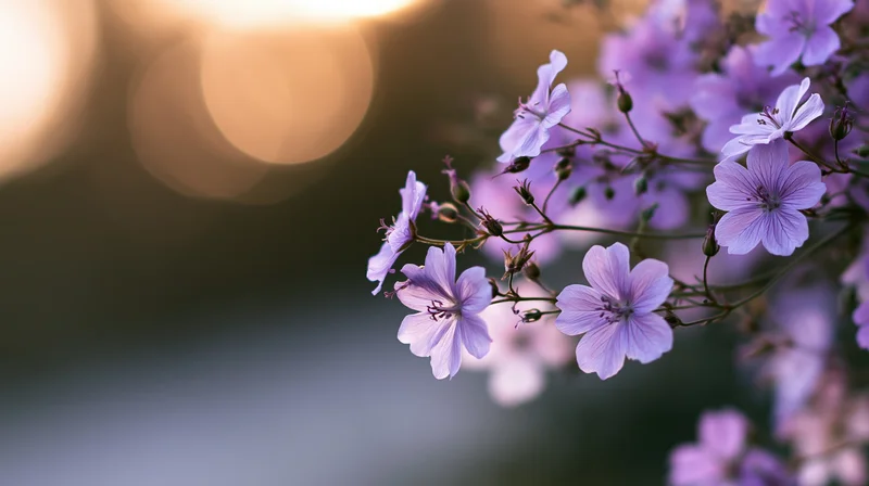 Cluster of lavender-purple wildflowers in bloom with soft bokeh background and copyspace