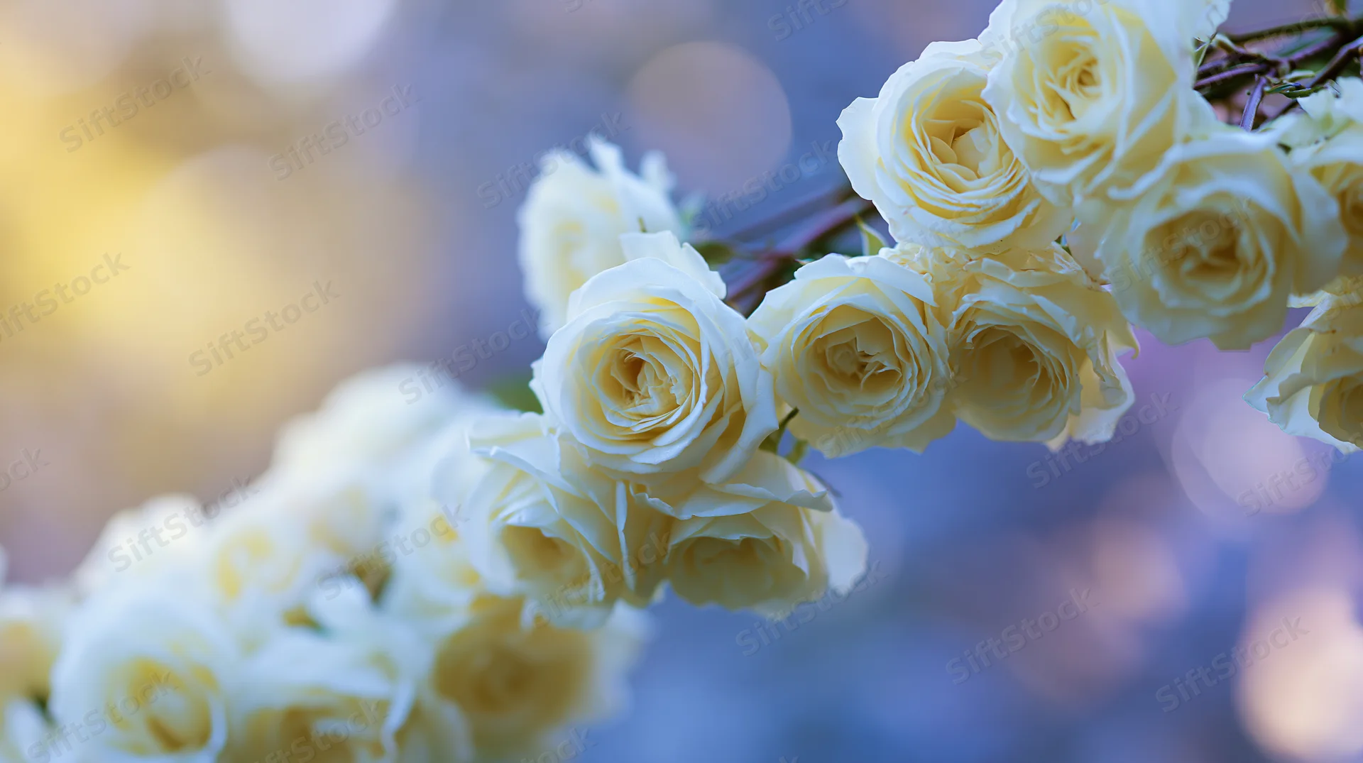 Cluster of pale cream-white roses arranged loosely across the frame with soft bokeh background