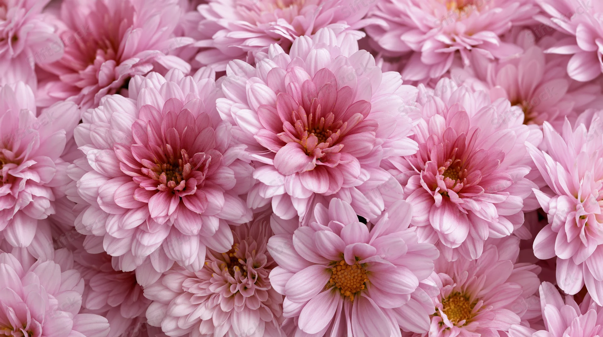 Cluster of pink chrysanthemum blooms filling the frame