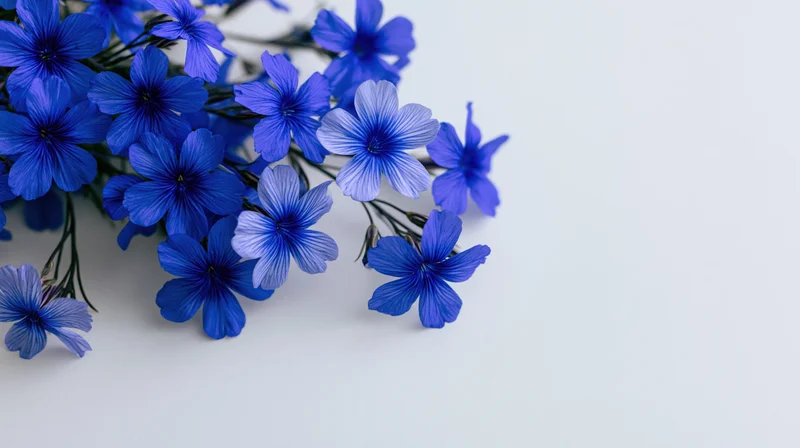 Cluster of vivid blue wildflowers with delicate petals arranged on white surface