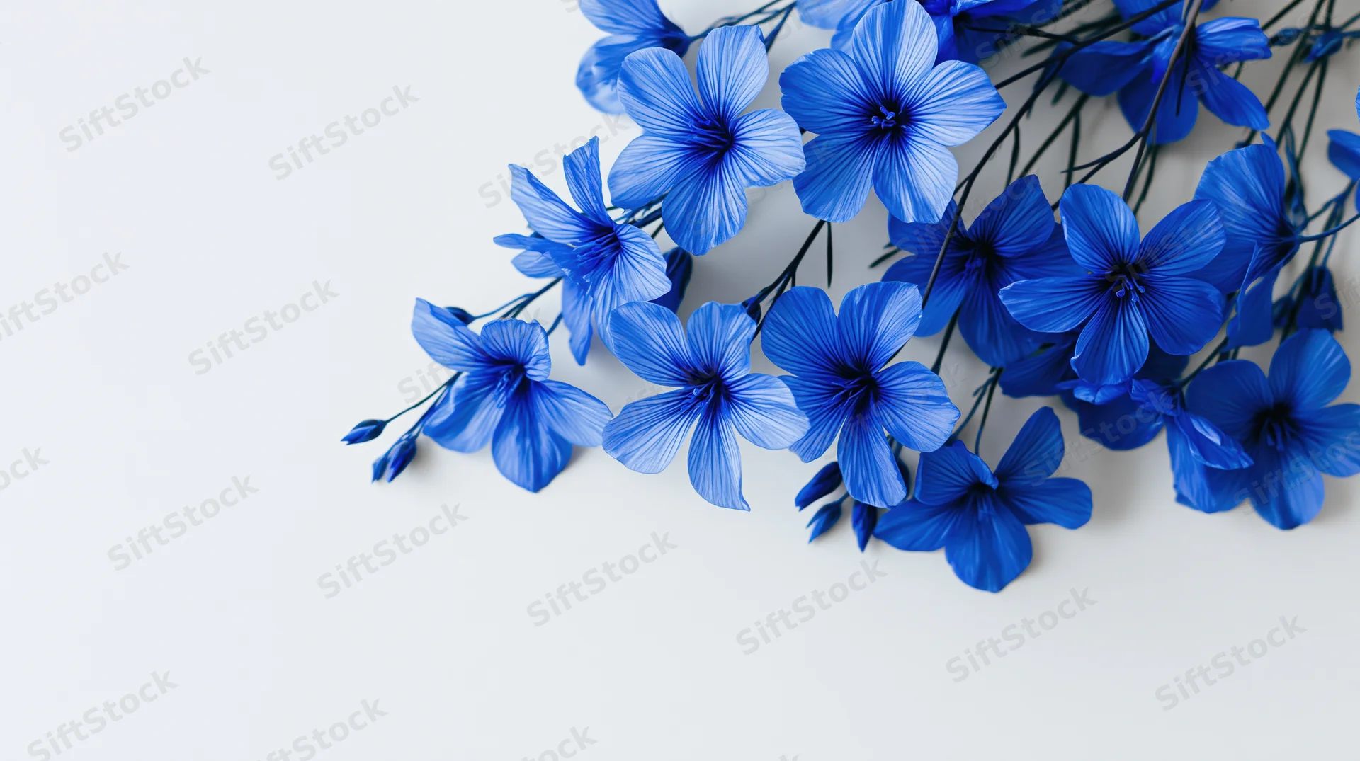 Cluster of vivid blue wildflowers with delicate petals arranged on white background
