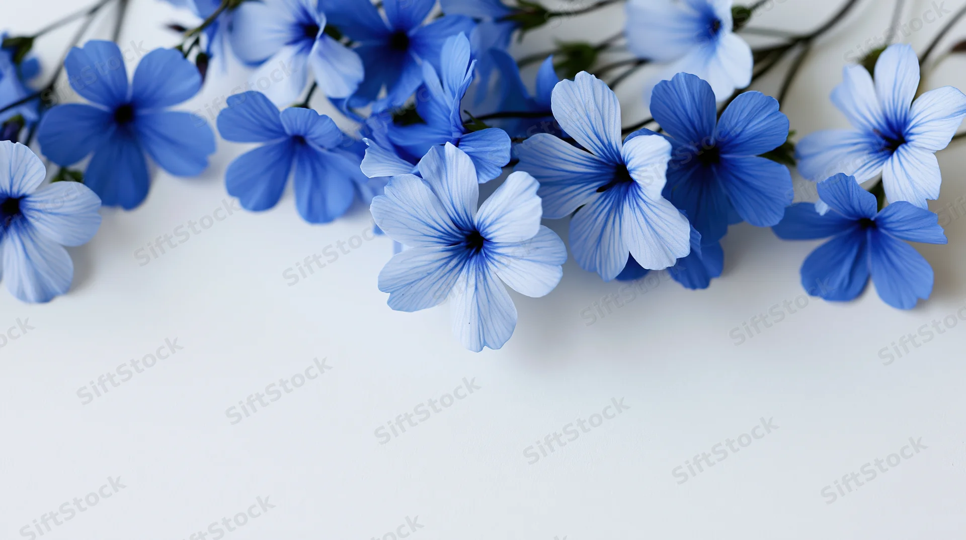 Cluster of blue wildflowers with delicate petals arranged along the top of a white surface