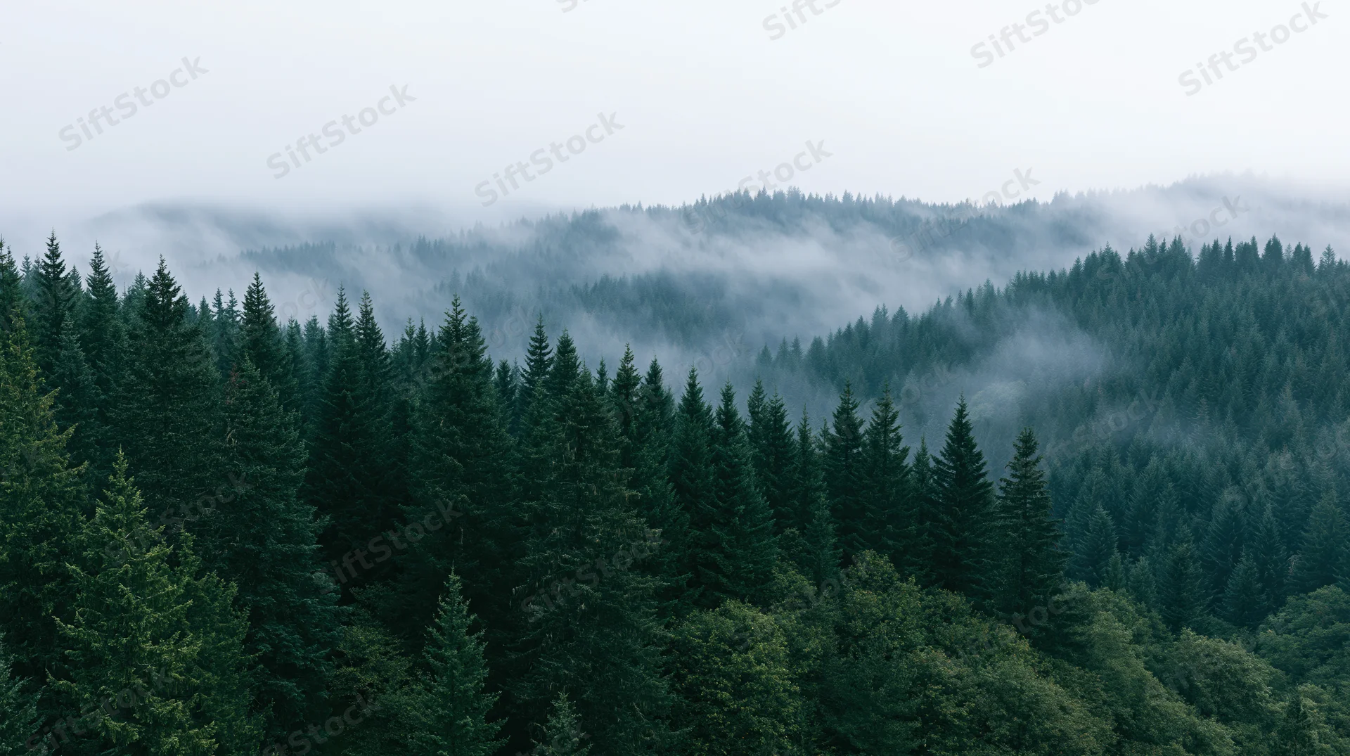 Dense conifer forest blanketed in mist across rolling hills