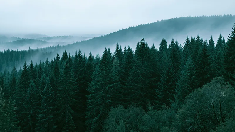 Dense conifer forest blanketed in mist covering rolling hills and valleys