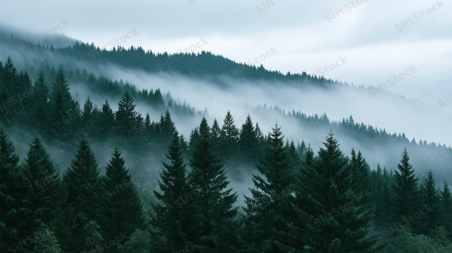 Dense conifer forest blanketed in mist on rolling mountains under overcast sky