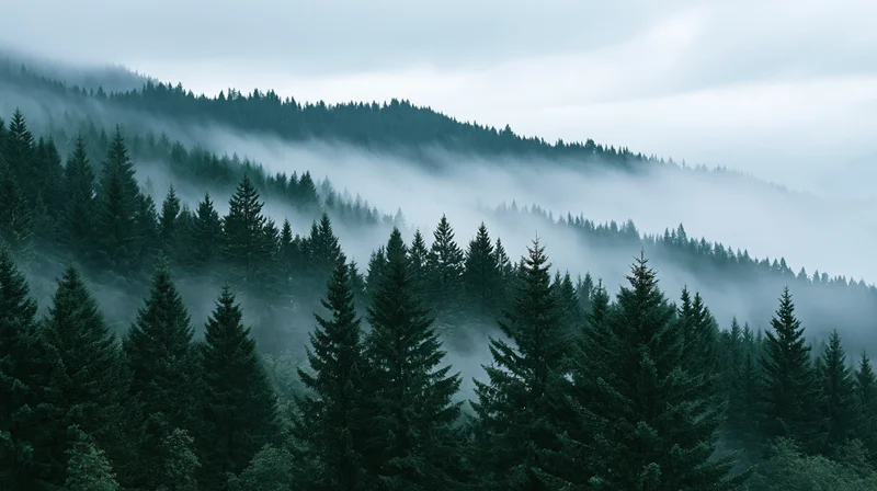 Dense conifer forest blanketed in mist on rolling mountains under overcast sky