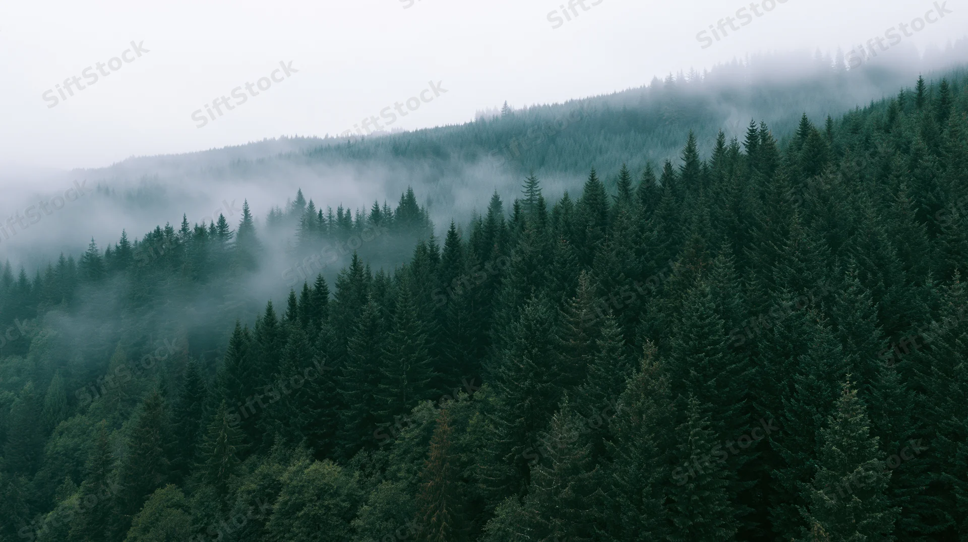 Dense conifer forest blanketed in mist on rolling hills