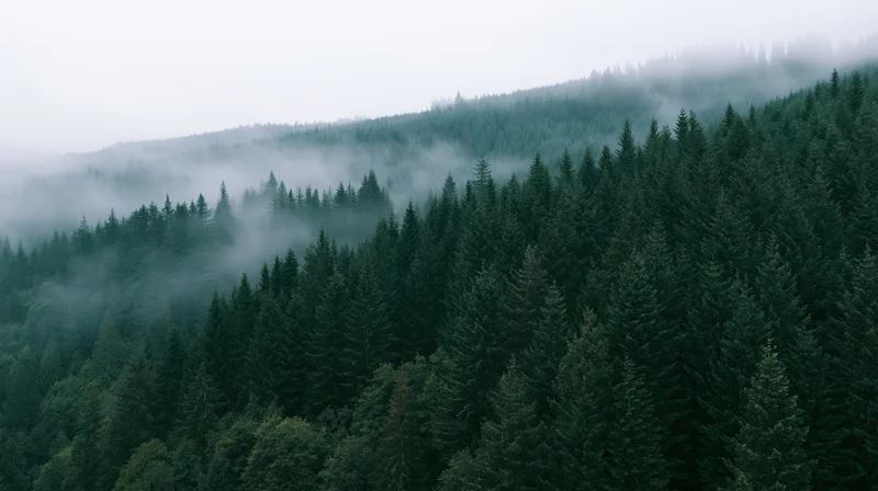 Dense conifer forest blanketed in mist on rolling hills