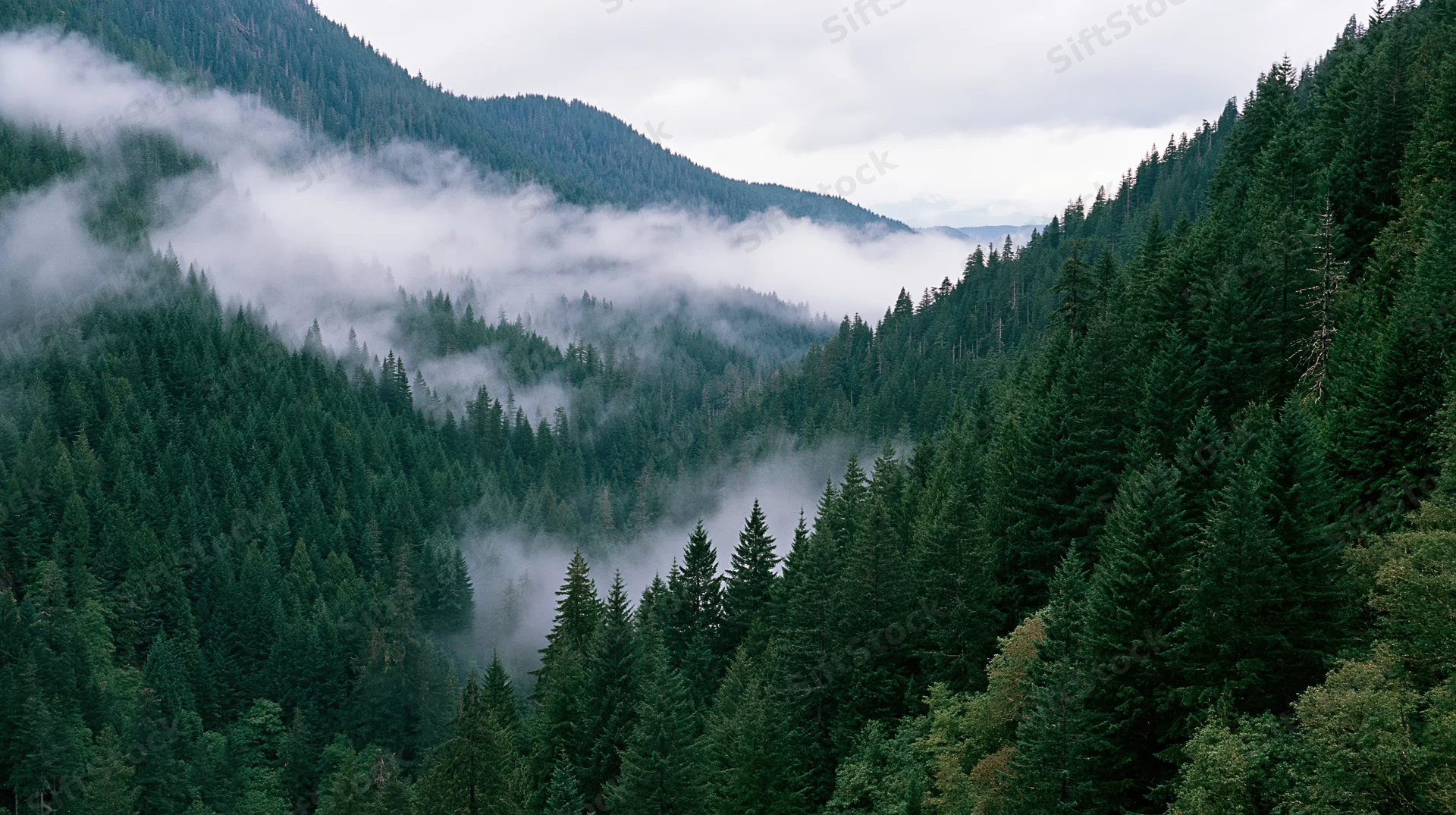 Dense conifer forest blanketing steep mountains under foggy sky