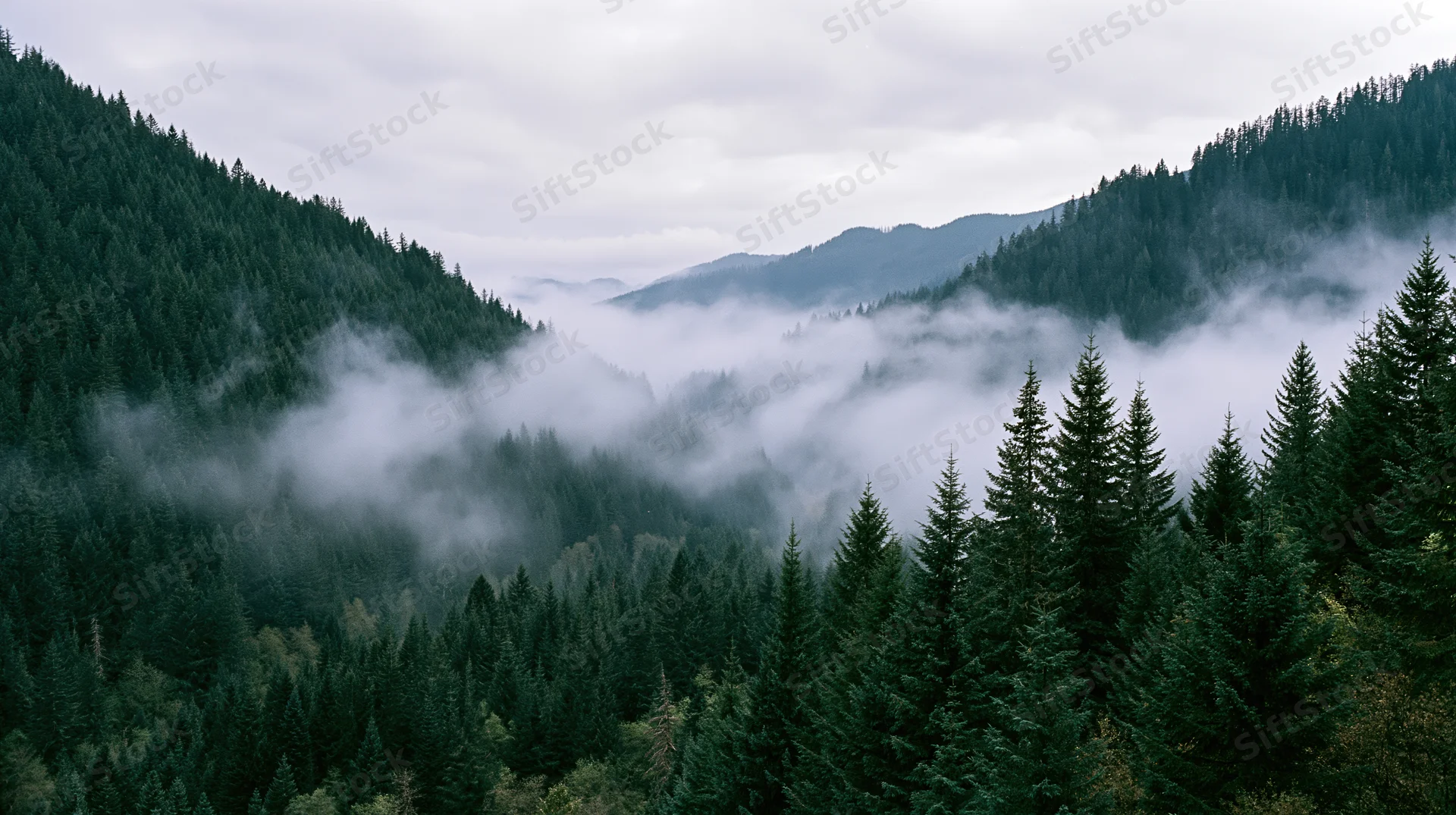 Dense conifer forest blanketing steep mountains under foggy overcast sky