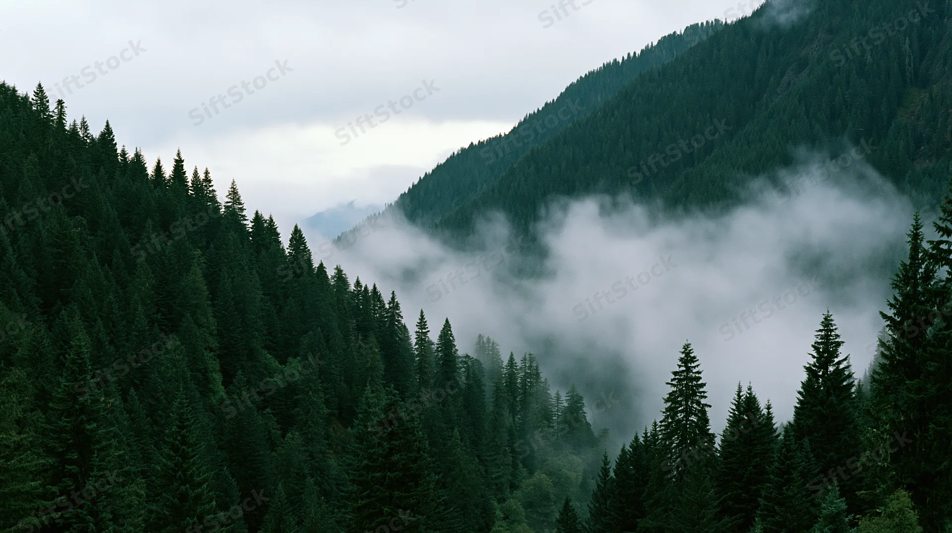 Dense conifer forest covering steep mountains with fog drifting through the valley