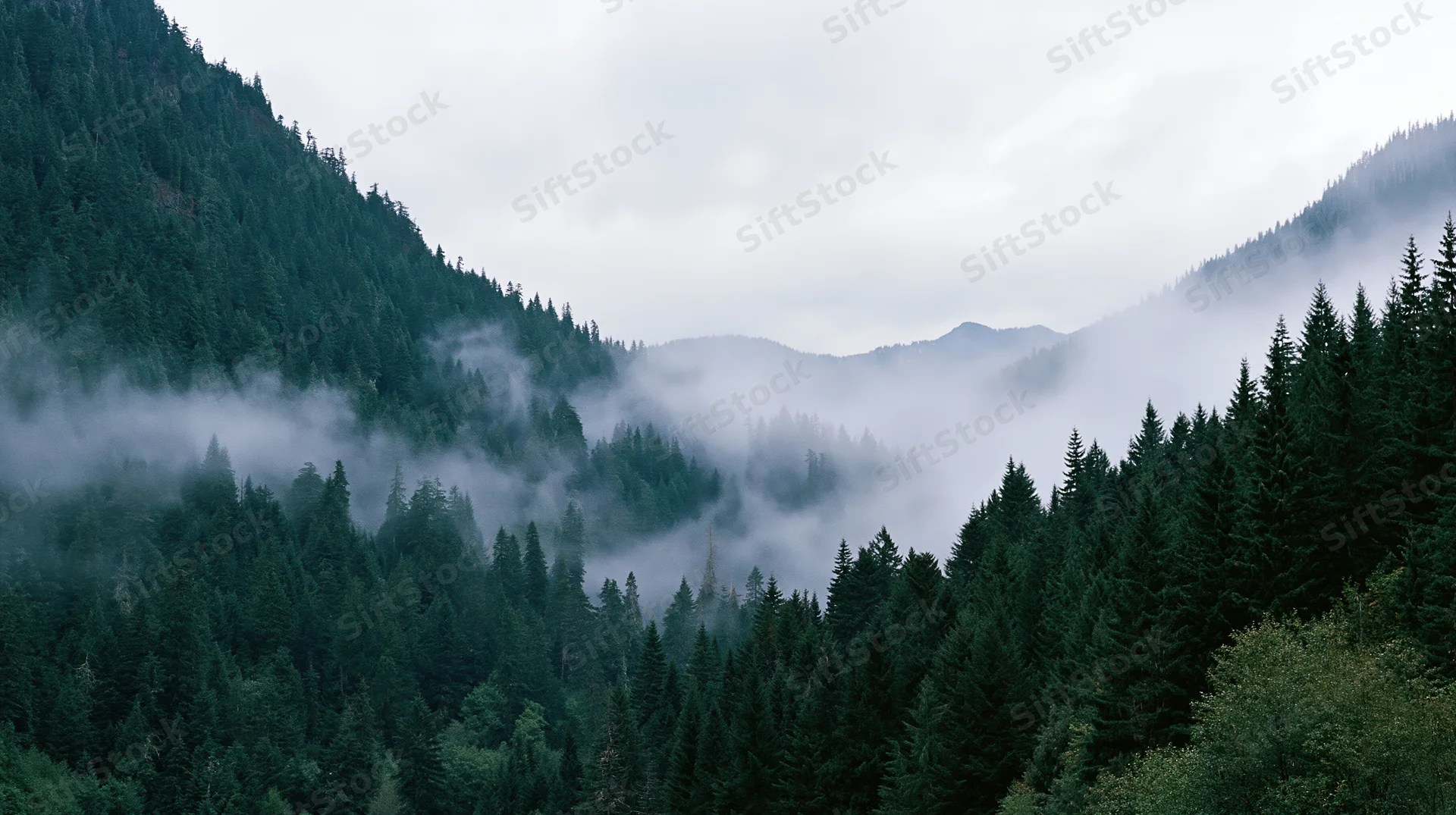 Dense conifer forest blanketing steep mountains under foggy overcast sky