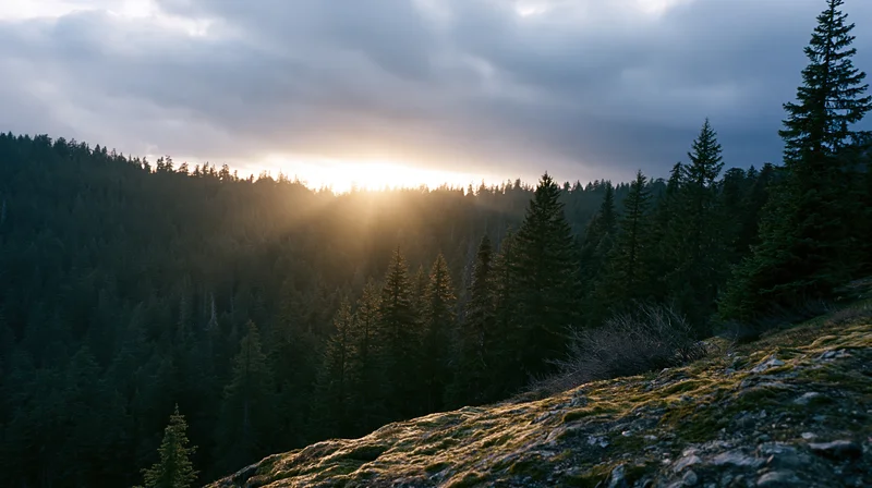 Dense alpine conifer forest in a mountain valley at sunset with sun breaking through clouds over rocky mossy slope