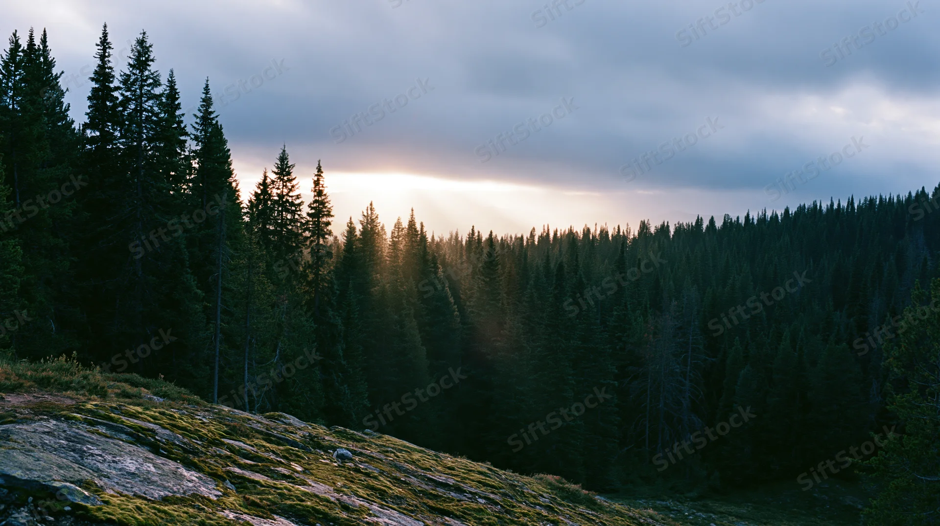Dense alpine conifer forest in a mountain valley with sunbeams breaking through clouds over mossy rocks