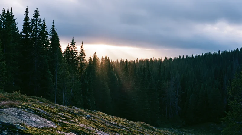 Dense alpine conifer forest in a mountain valley with sunbeams breaking through clouds over mossy rocks