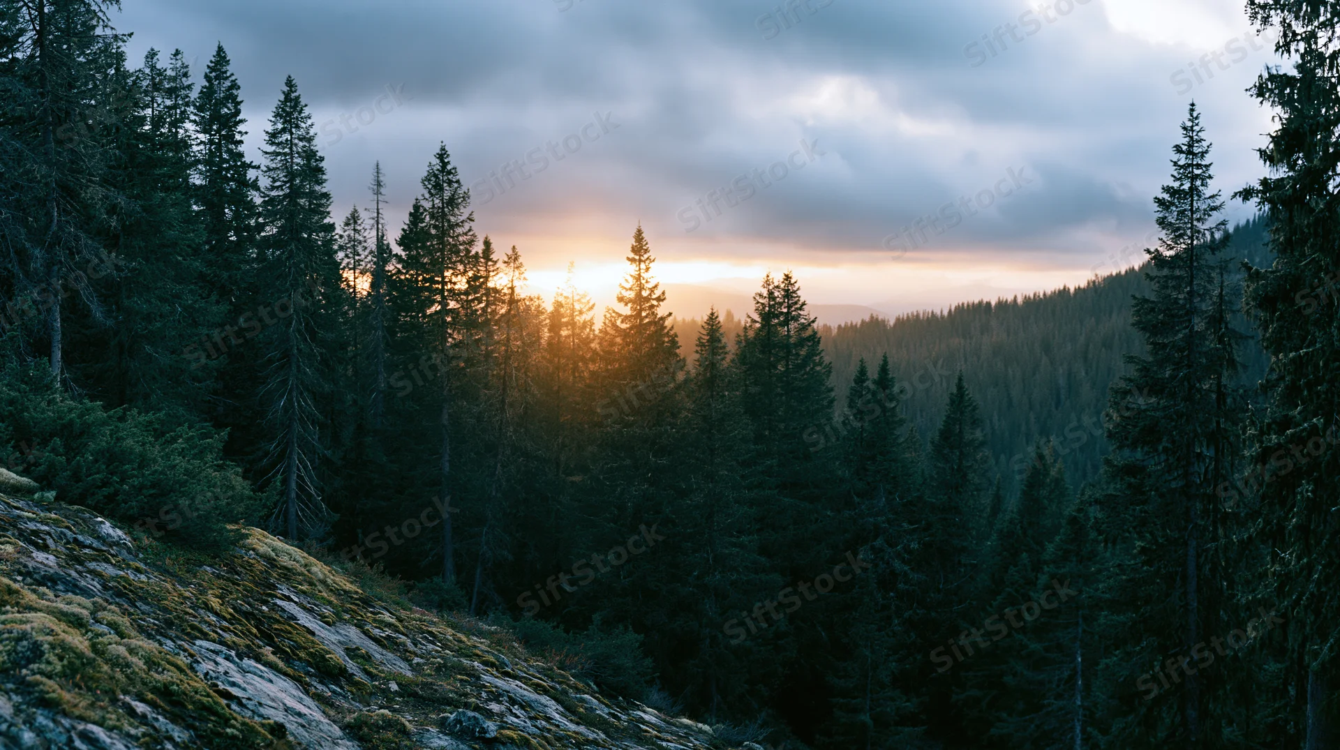 Dense alpine conifer forest in a mountain valley at sunset