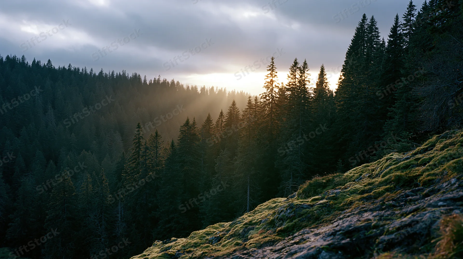 Dense alpine conifer forest in a mountain valley at sunrise with mist and sunlight filtering through trees