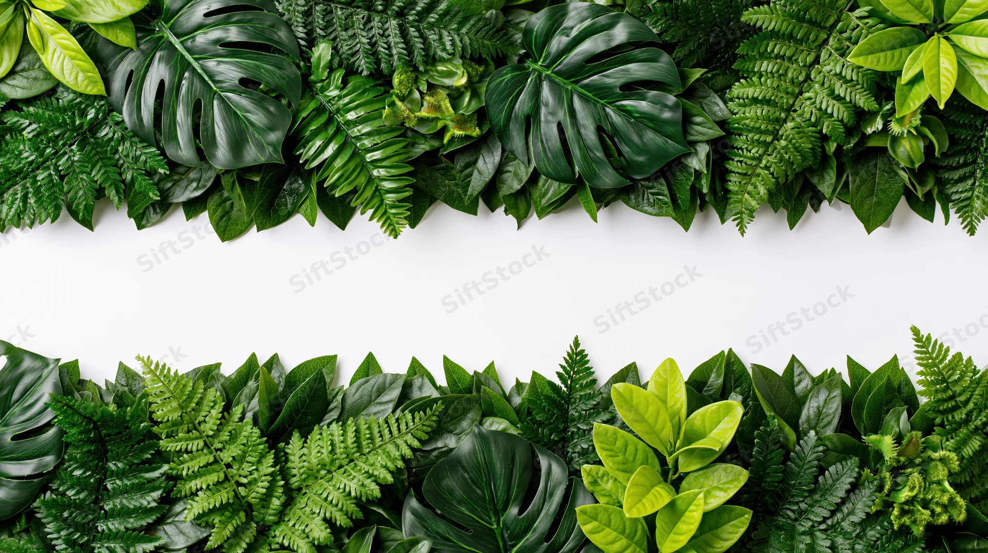 Dense tropical foliage border of monstera and fern leaves arranged horizontally on white background with copyspace