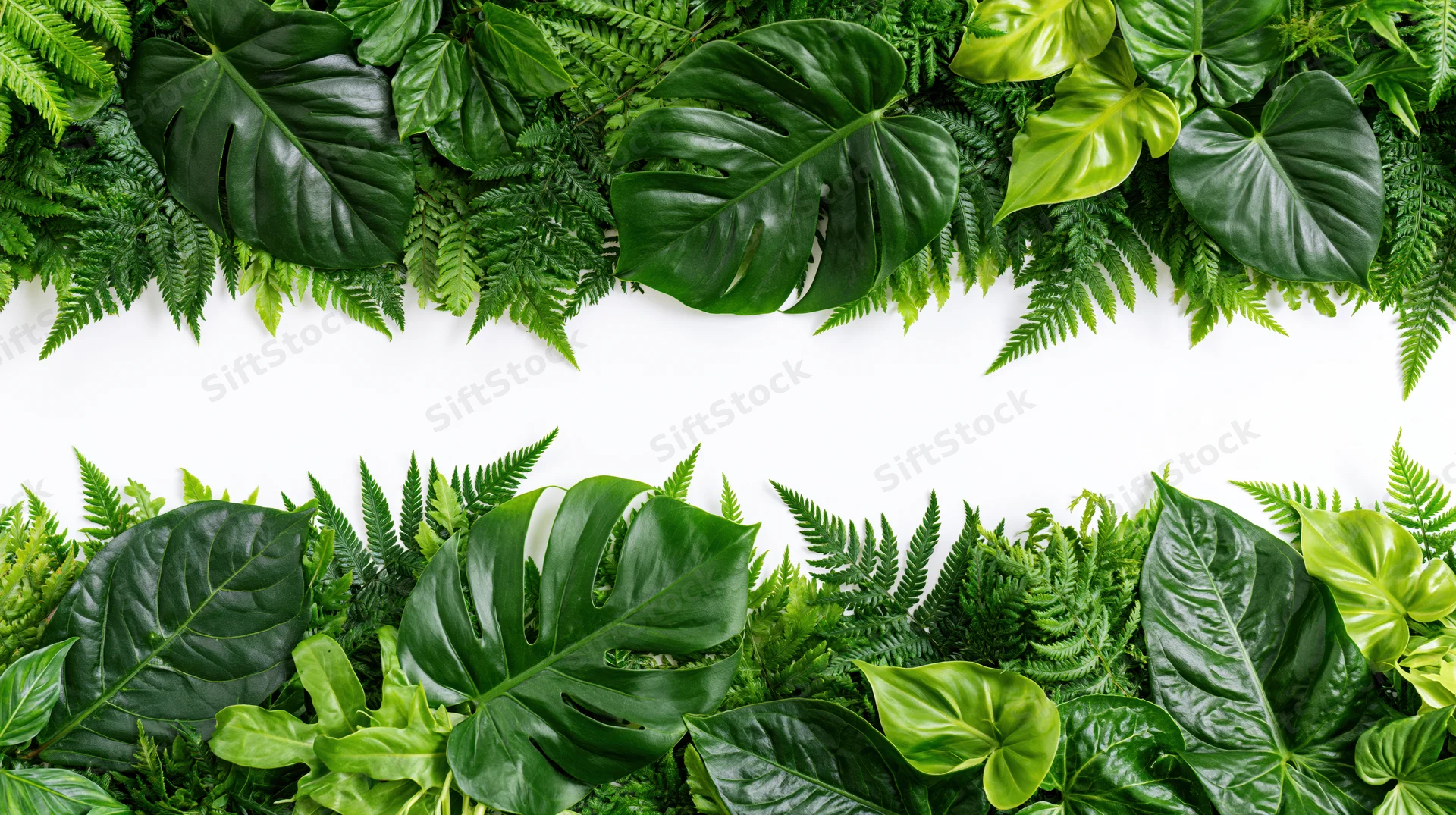Dense arrangement of tropical foliage forming a border with white copyspace in center