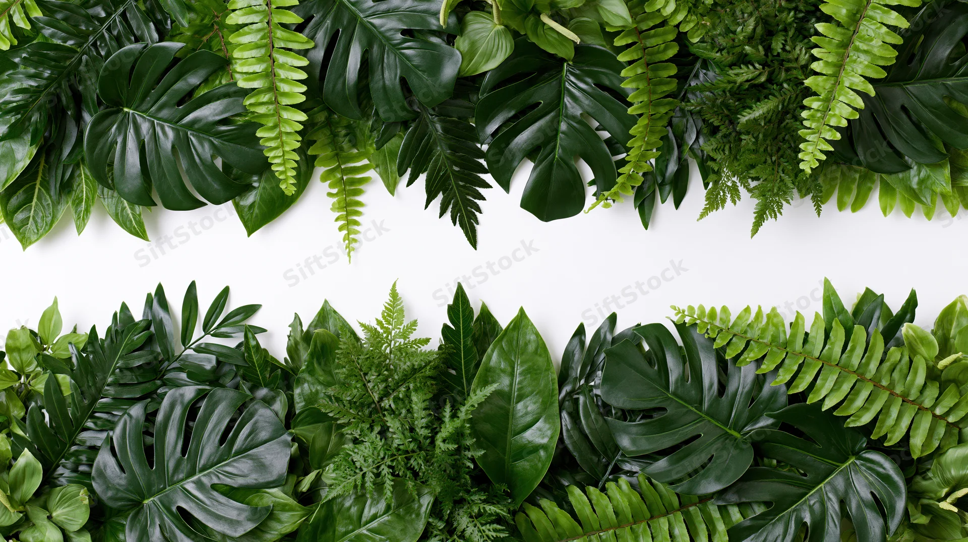 Dense arrangement of tropical foliage forming a border on white background