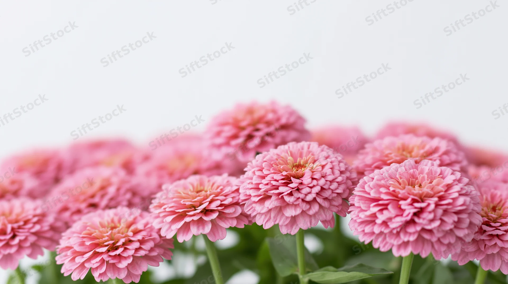 Dense cluster of pink zinnia flowers in full bloom against white background