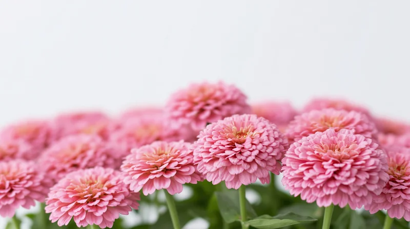 Dense cluster of pink zinnia flowers in full bloom against white background