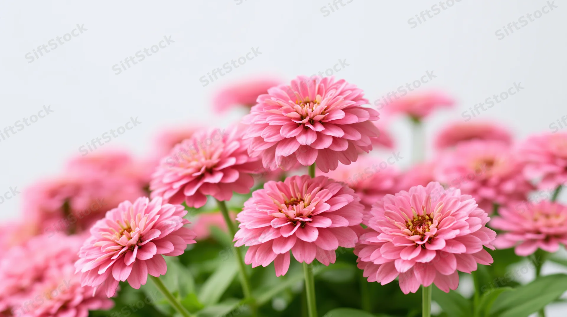 Cluster of pink zinnia flowers in full bloom with green stems and leaves against white background