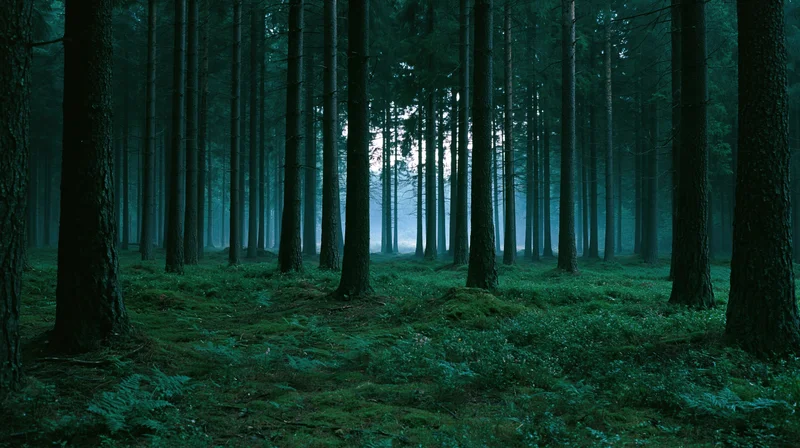 Dense conifer forest at night with moonlight filtering through tall trees and misty ground cover