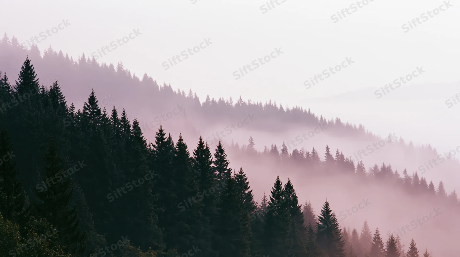 Dense conifer forest covering mountain hillside in soft morning fog
