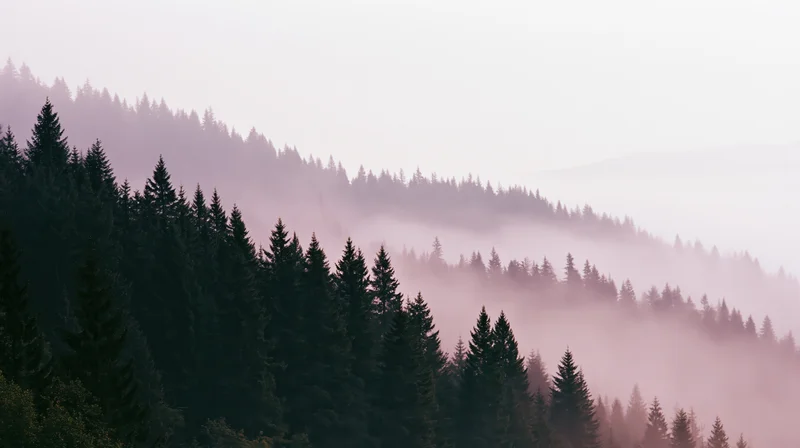 Dense conifer forest covering mountain hillside in soft morning fog