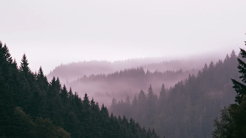 Dense conifer forest covering mountain hillside in foggy atmosphere