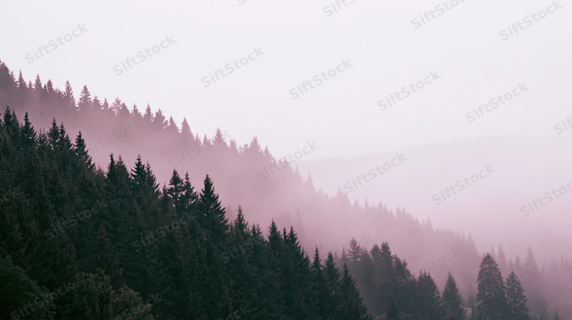 Dense conifer forest covering a mountain hillside in misty pink light