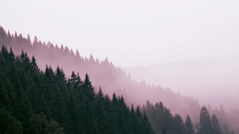 Dense conifer forest covering a mountain hillside in misty pink light