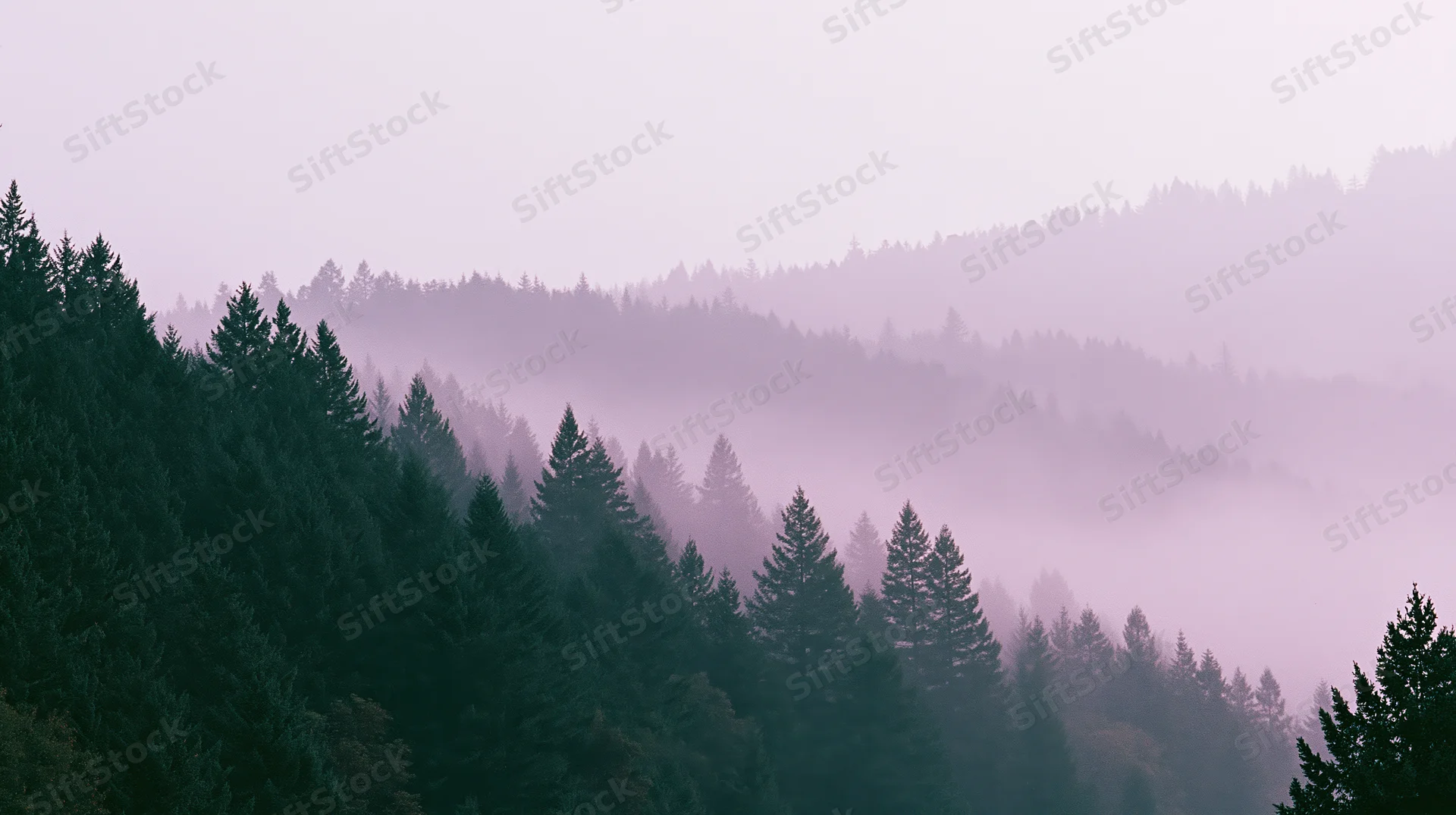 Dense conifer forest covering a mountain hillside with fog drifting through the valley