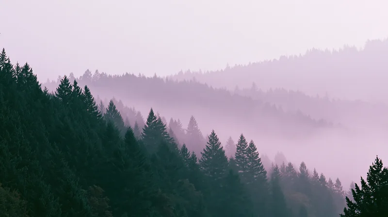 Dense conifer forest covering a mountain hillside with fog drifting through the valley