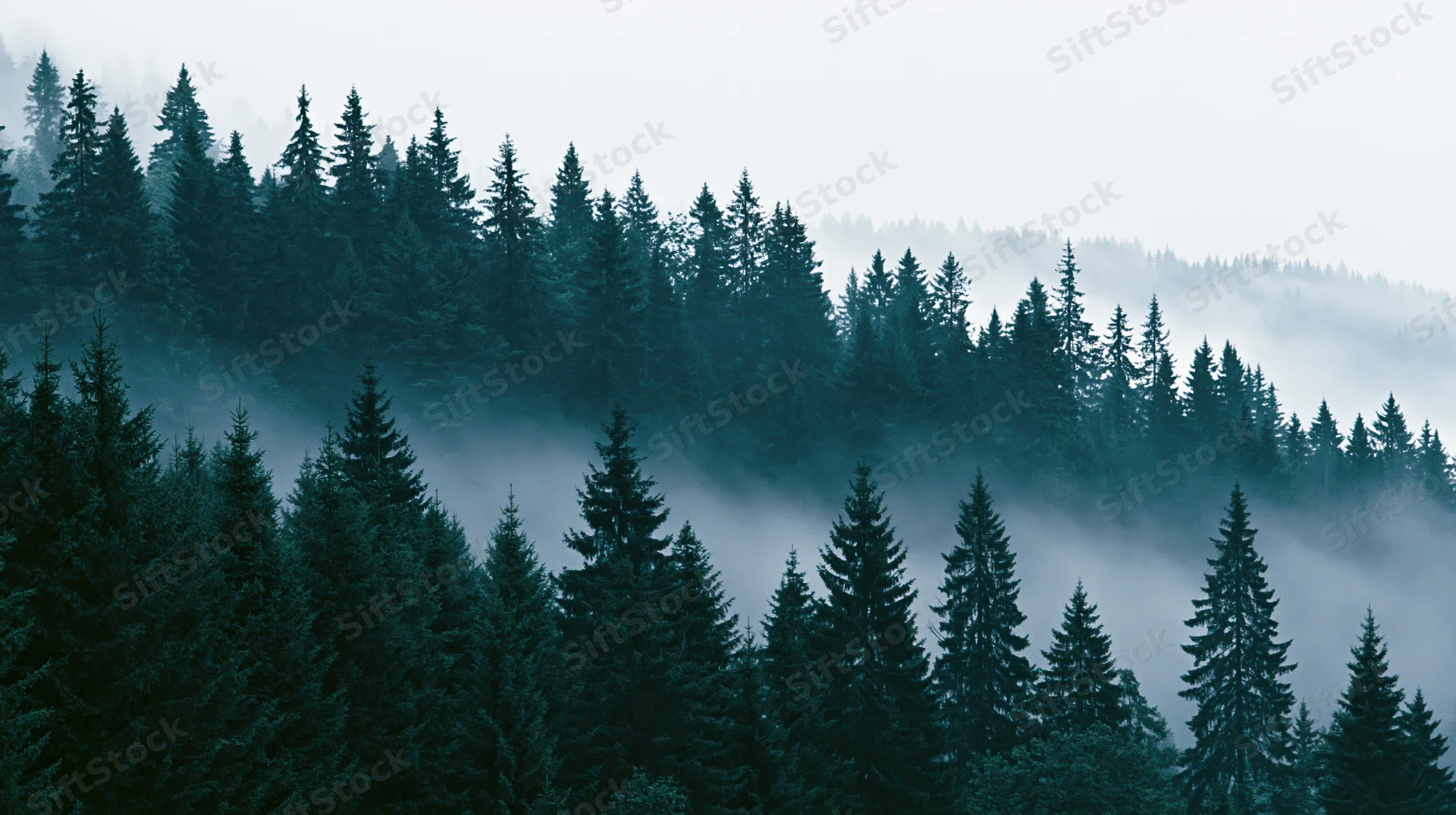 Dense conifer forest on a misty hillside in the morning