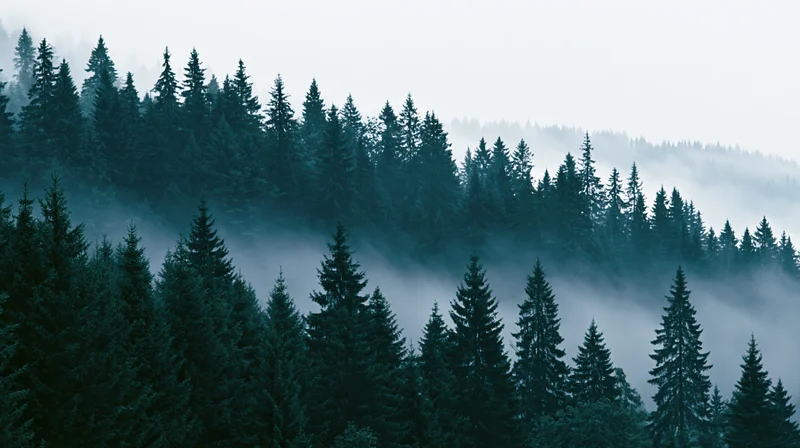 Dense conifer forest on a misty hillside in the morning