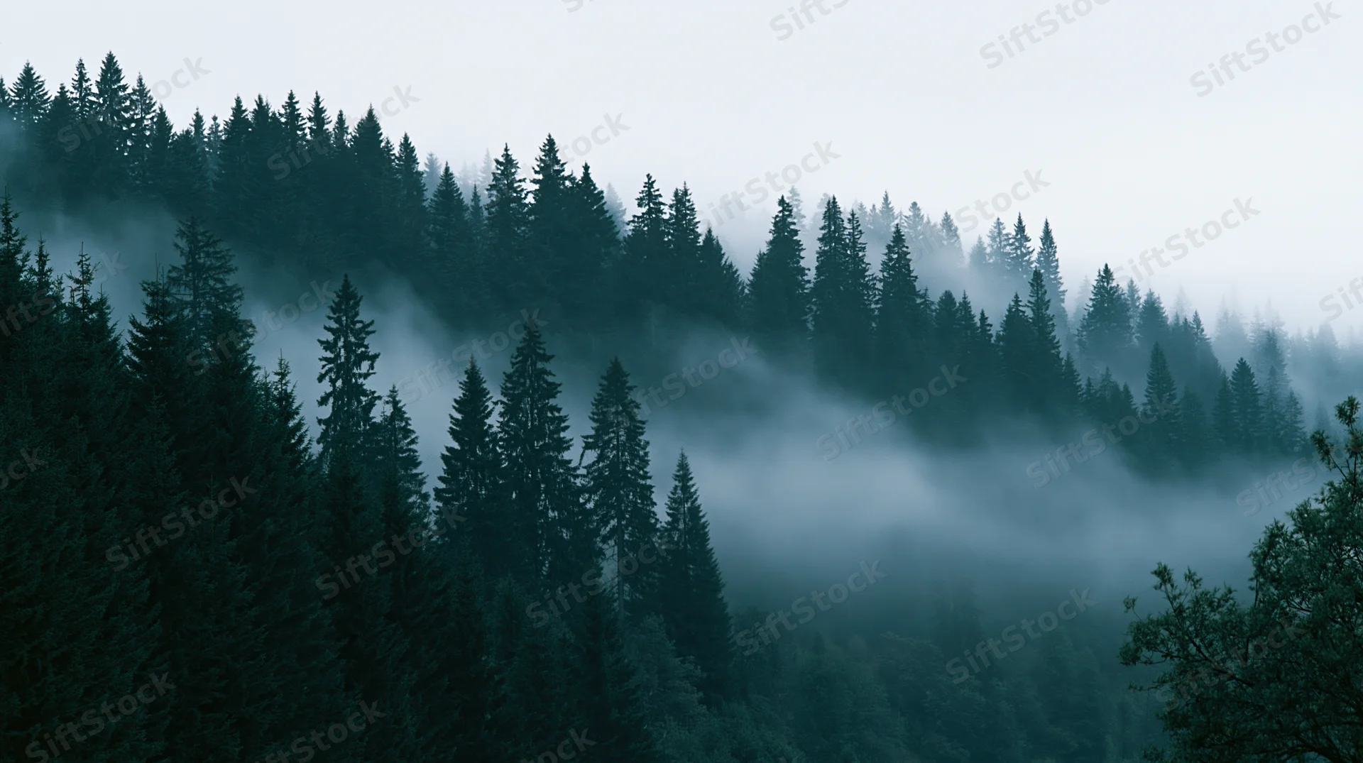 Dense conifer forest on a hillside shrouded in rolling morning mist